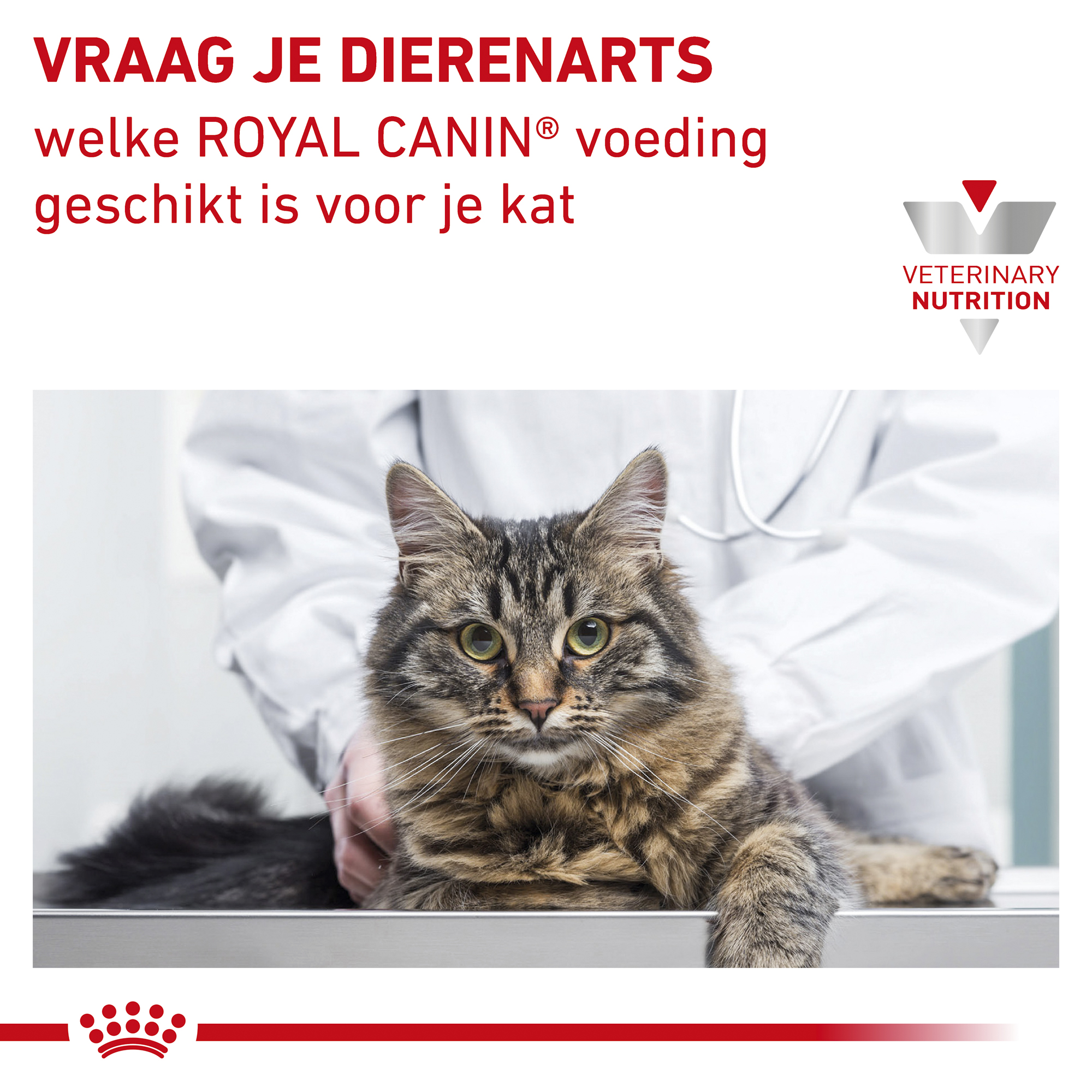 Royal Canin Renal Select Kat