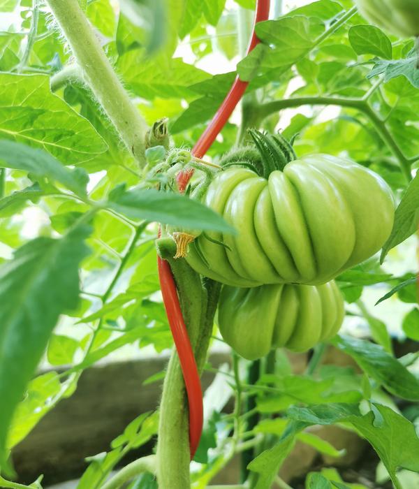 bellissa Stahl-Tomatenspirale Colorata