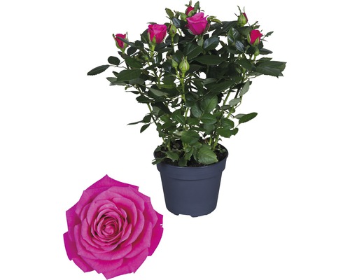 Kamerroos FloraSelf Rosa hybride 'Regina' H 30-40 cm Ø 13 cm pot donkerroze