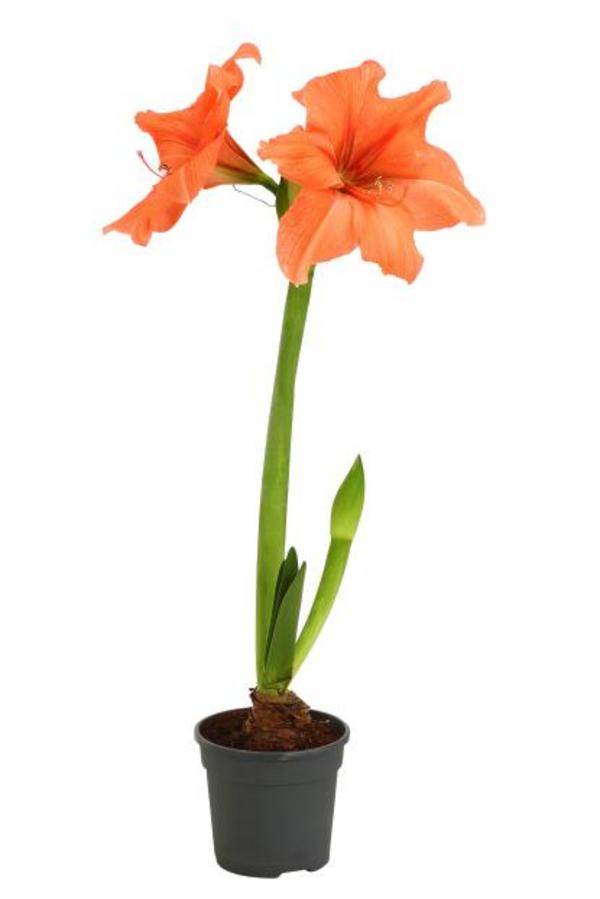 Amaryllis - Hippeastrum-Hybride, zweitriebig,