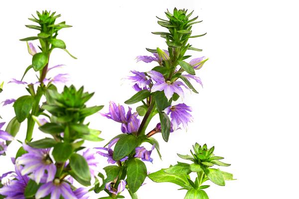 Fächerblume
