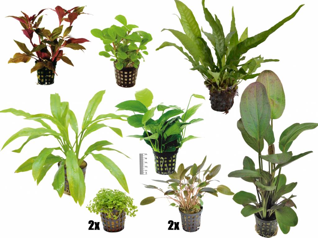 AquastoreXL Plantenpakket Large 1 | Aquariumplanten