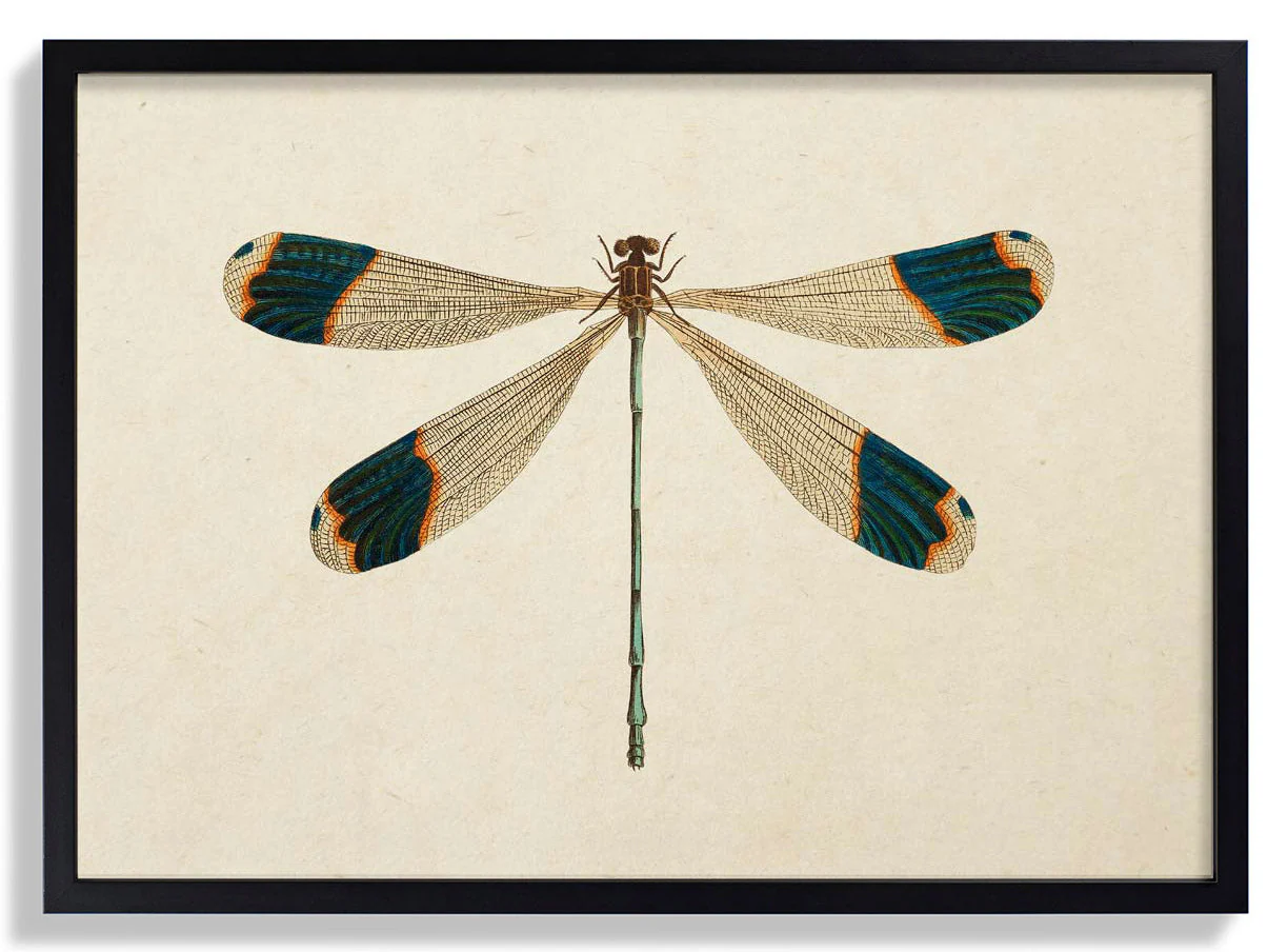 Libelle