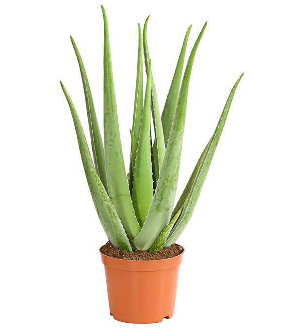 Echte Aloe - Aloe vera