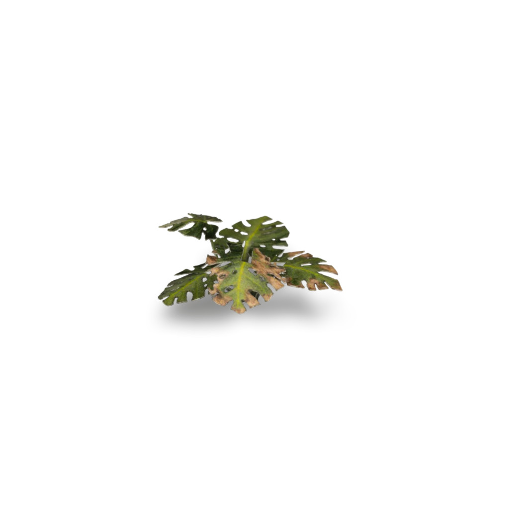 Laser Plants - Monstera
