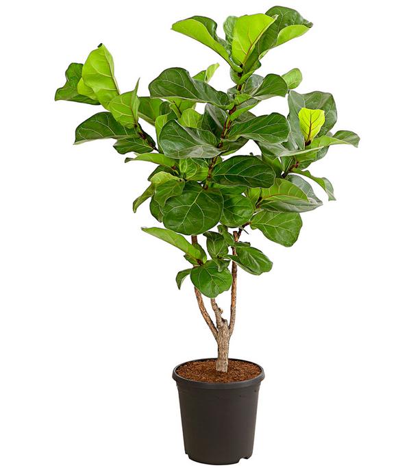 Geigenfeige - Ficus lyrata