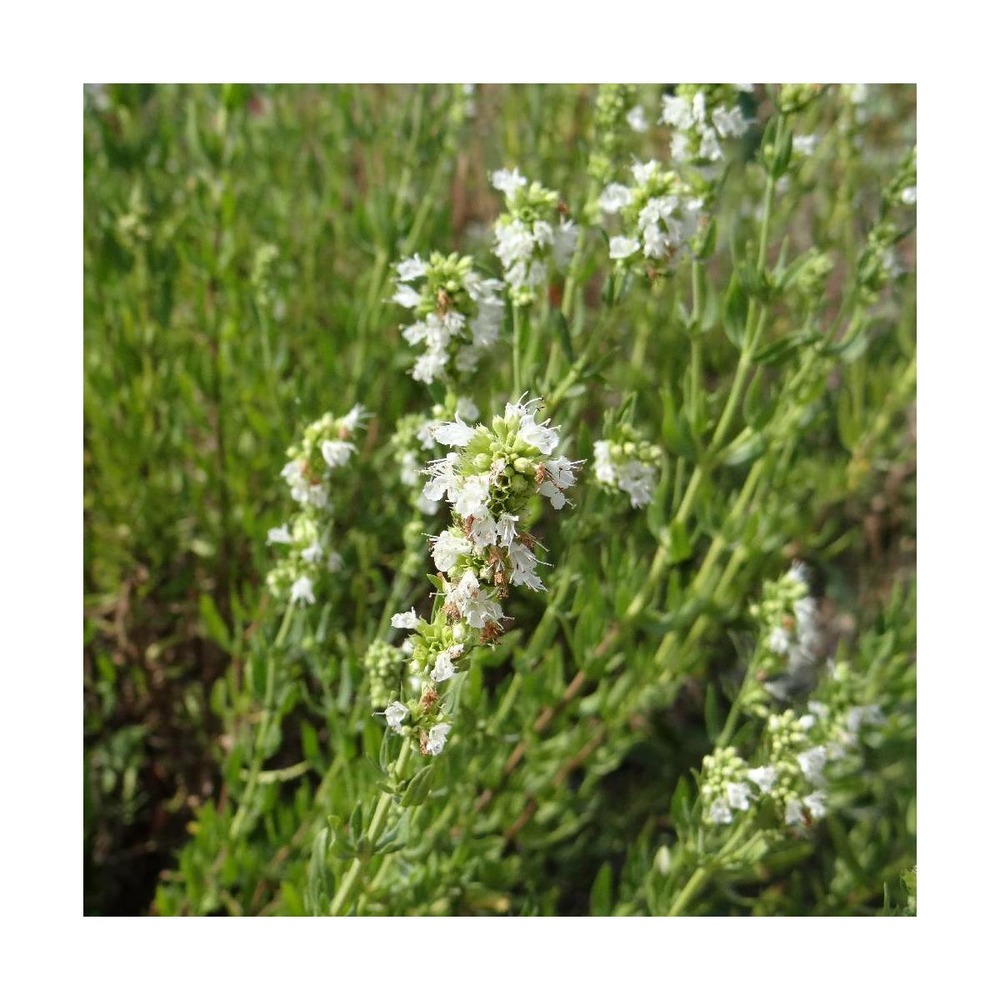 Hysope officinalis albus/hyssopus officinalis albus[-]godet