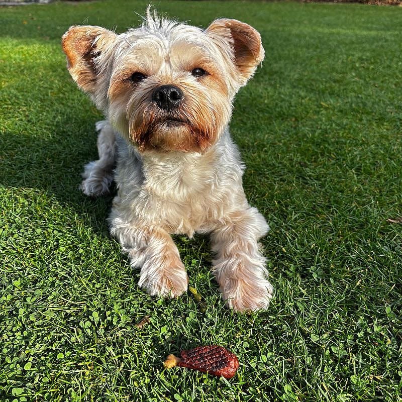 Dierapotheker BBQ Drumstick 5 stuks Hond | 13926