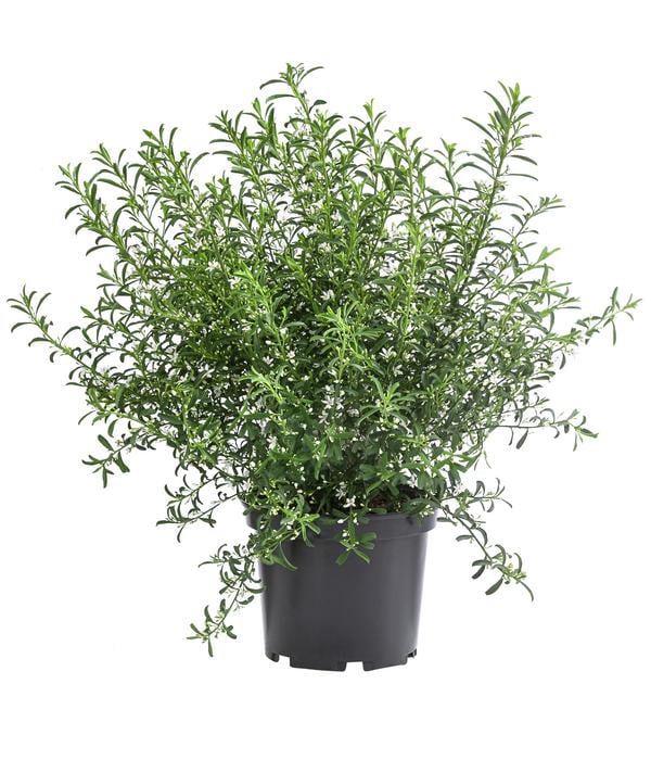 Wachsblume 'Flower Girl White'