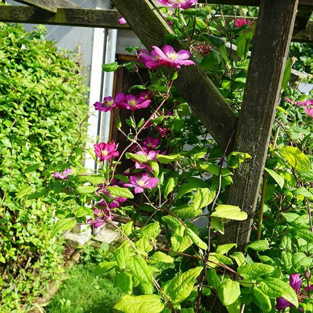Clématite 'ville de lyon' - clematis 1,5l