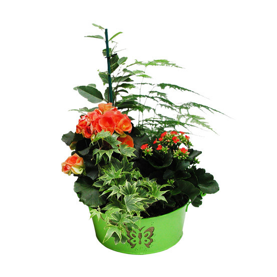 Composition pot zinc - Coloris variables