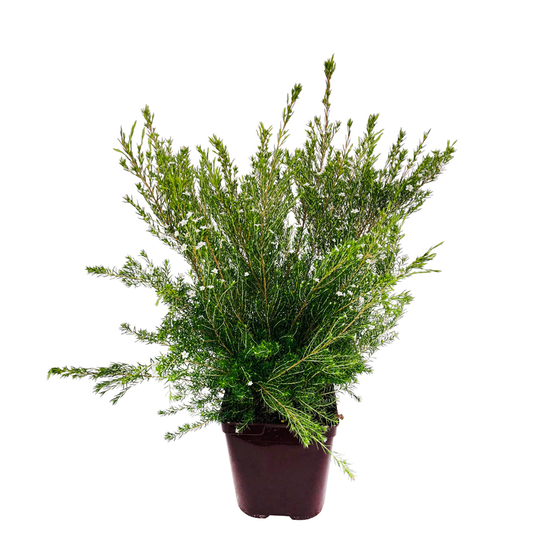 Diosma hirsuta ' Pink Fontaine ' : ctr 3 litres
