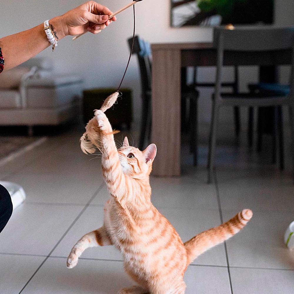 Jouet chats canne à pêche bois souris stylisées divertissement ferplast pa 4998