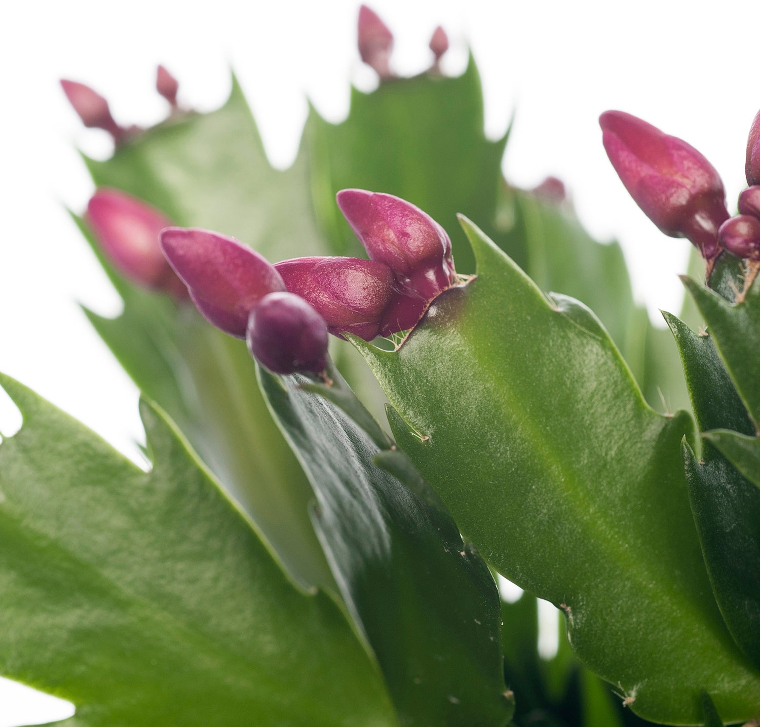 Lidcactus (Schlumbergera) rood D 13 H 35 cm