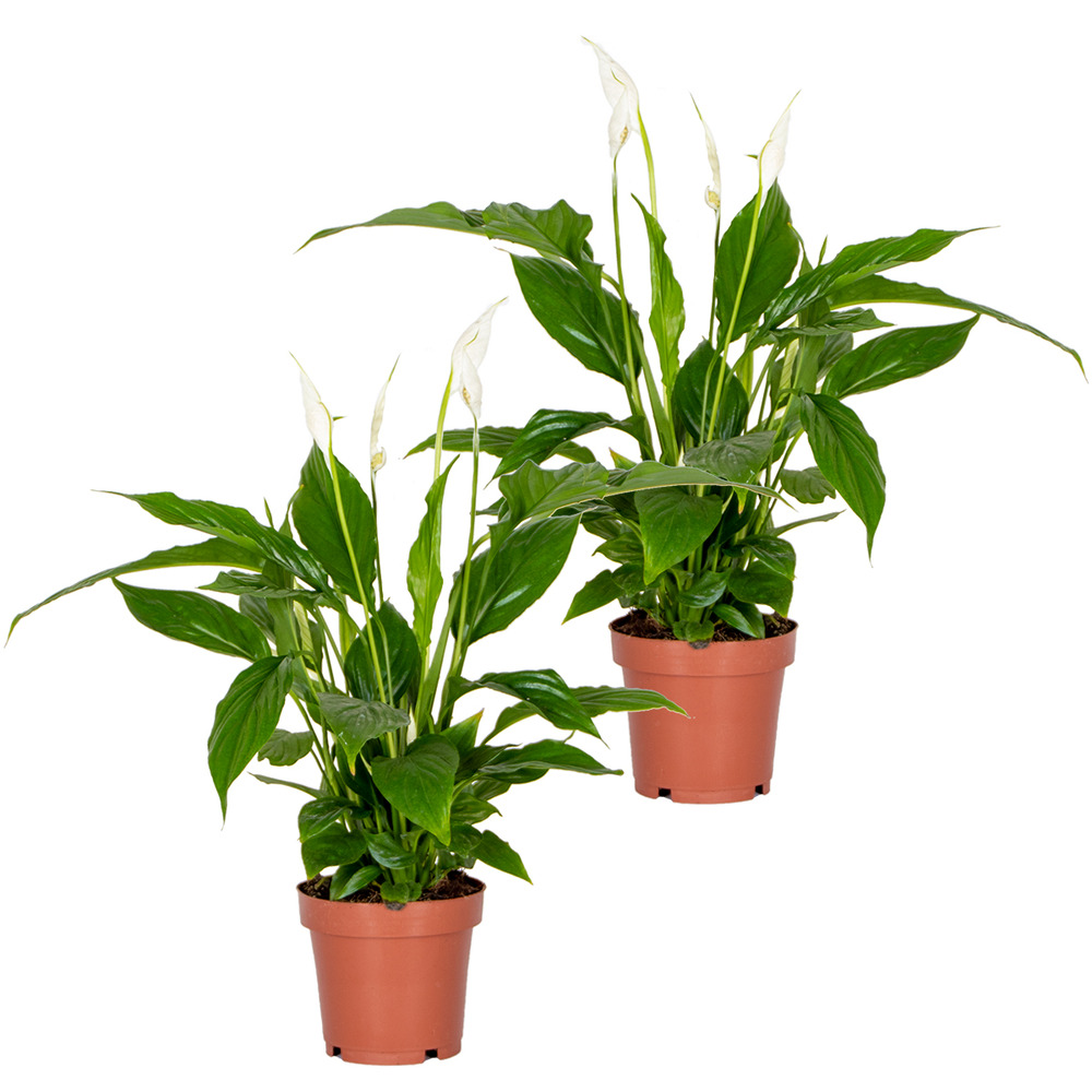 2x spathiphyllum 'torelli' - peace lily - purificateur d'air – ⌀12 cm - ↕35-45 cm