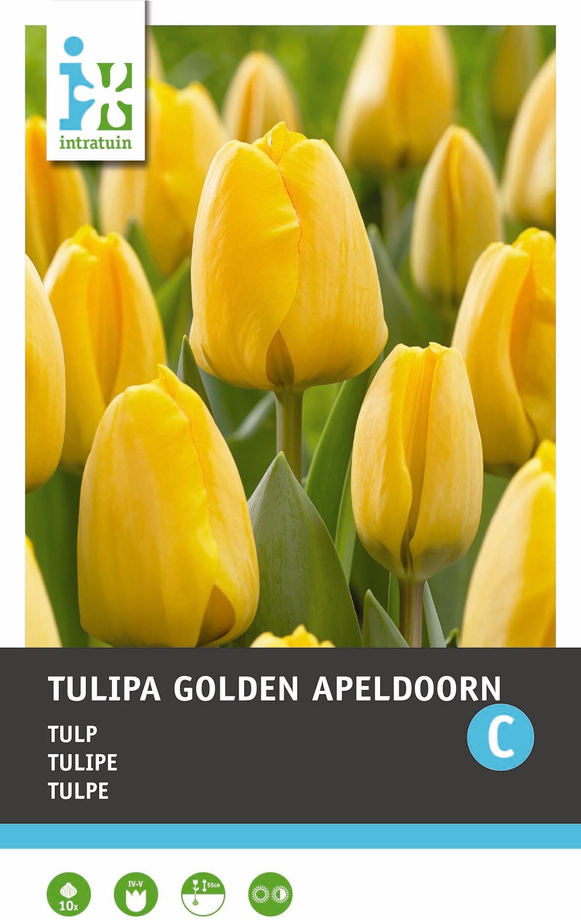 Intratuin bloembollen Tulp (Tulipa 'Golden Apeldoorn') 10 stuks