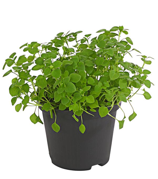 Dehner Lieblinge Vogelmiere - Stellaria media