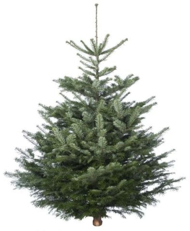 Nordmann gezaagd - Kerstboom - 100 cm