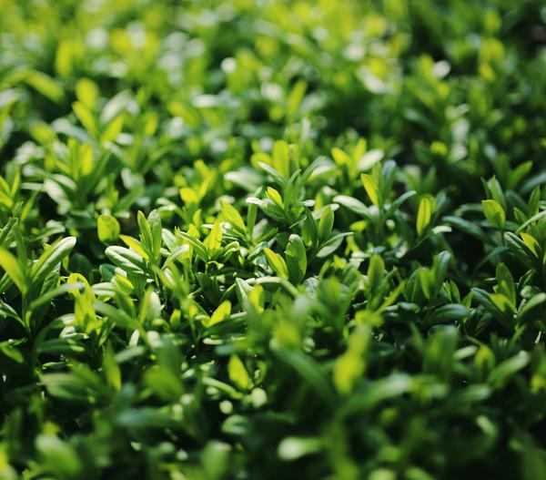 Wintergrüner Liguster 'Atrovirens'