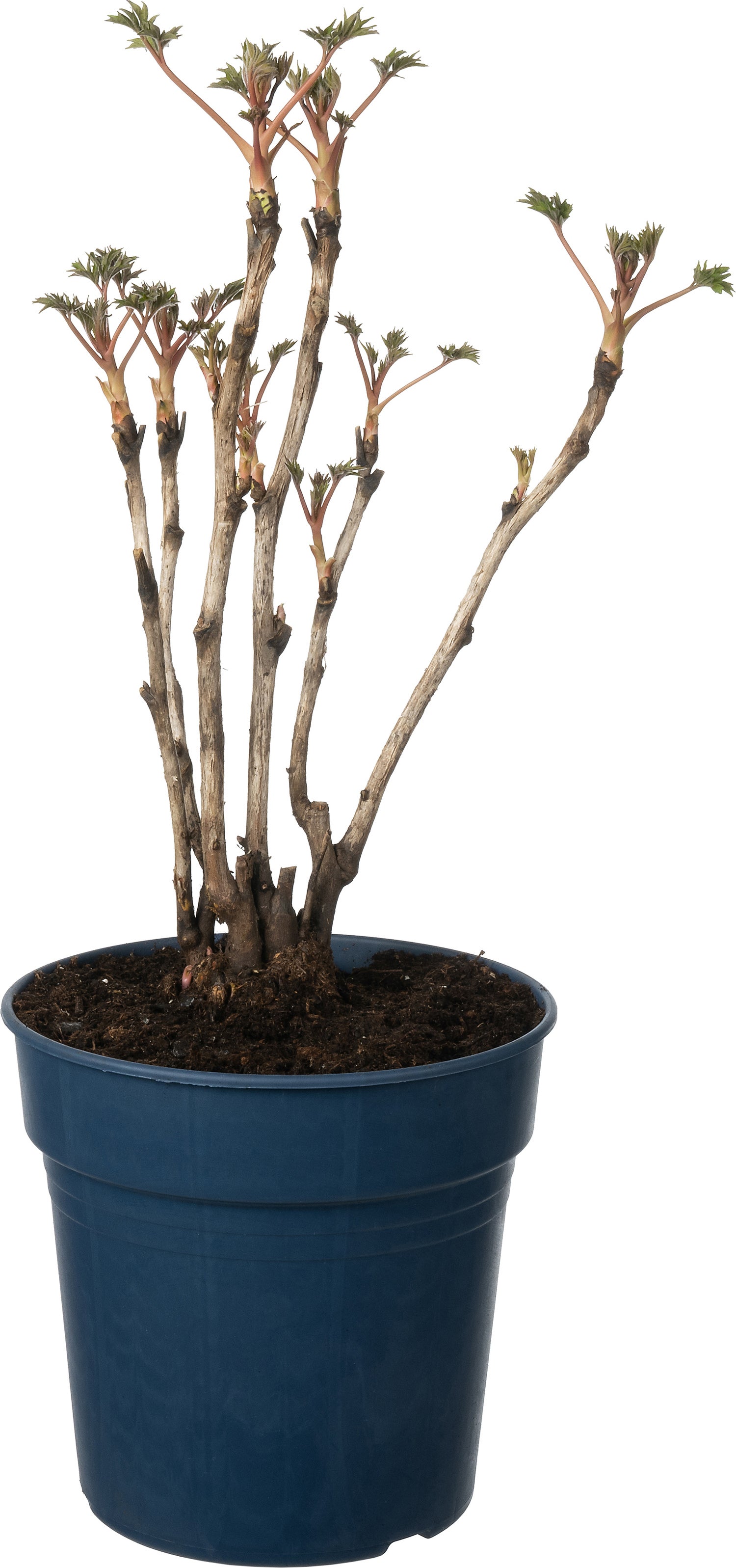 Boompioen (Paeonia suffruticosa) D 23 H 30 cm