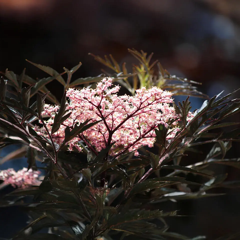Zwarte vlier - Set van 2 - Sambucus nigra 'Black Lace' - Hoogte 25-40cm - ⌀17cm
