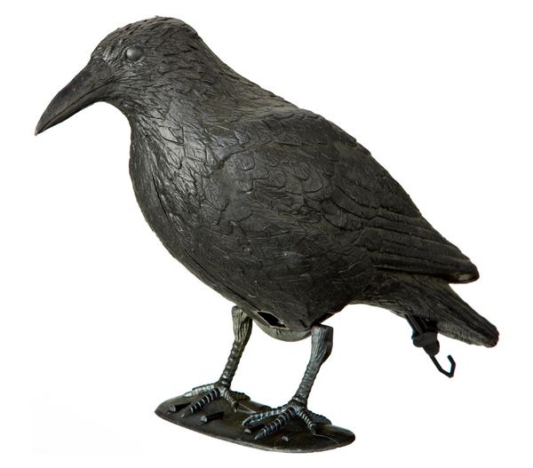 Dehner Taubenschreck Rabe