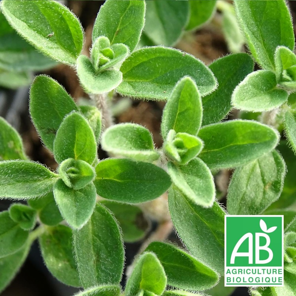 Origan marjolaine bio/origanum majorana[-]lot de 3 godets
