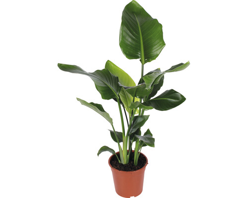Boom Strelitzia FloraSelf Strelitzia Nicolai H 90-100 cm Ø 21 cm pot