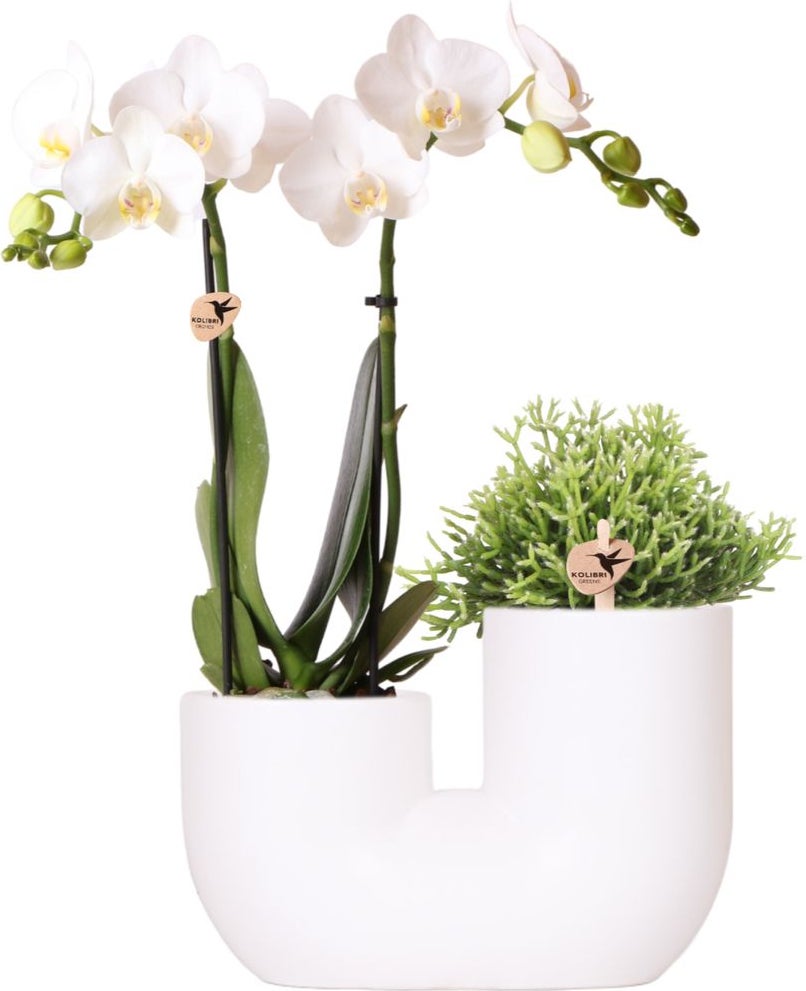 Intratuin Arrangement Tube Vlinderorchidee (Phalaenopsis) wit 18 x 12 x 40 cm