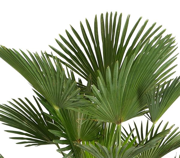 Wagners Hanfpalme
