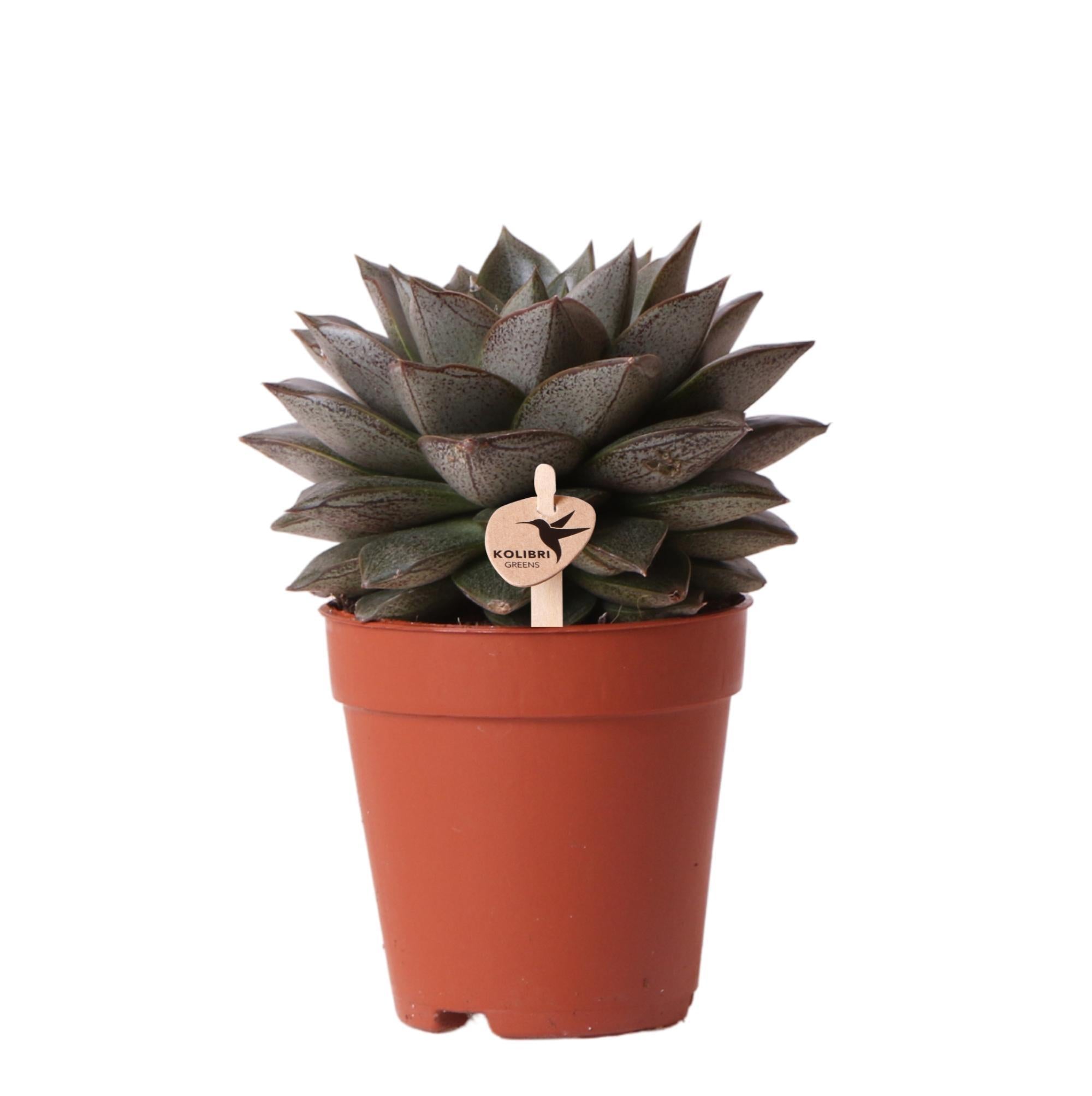 Echeveria purpusorum h15cm - plante grasse d'intérieur