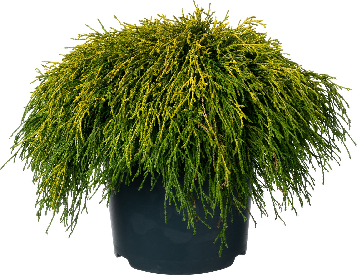 Dwergcipres (Chamaecyparis pisifera 'Sungold') D 23 H 40 cm