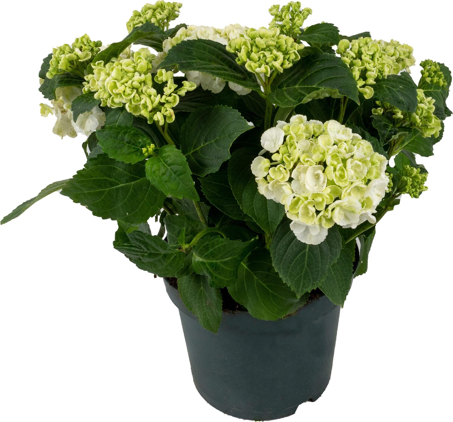 Hortensia (Hydrangea macrophylla 'Curly Wurly White') D 23 H 45 cm