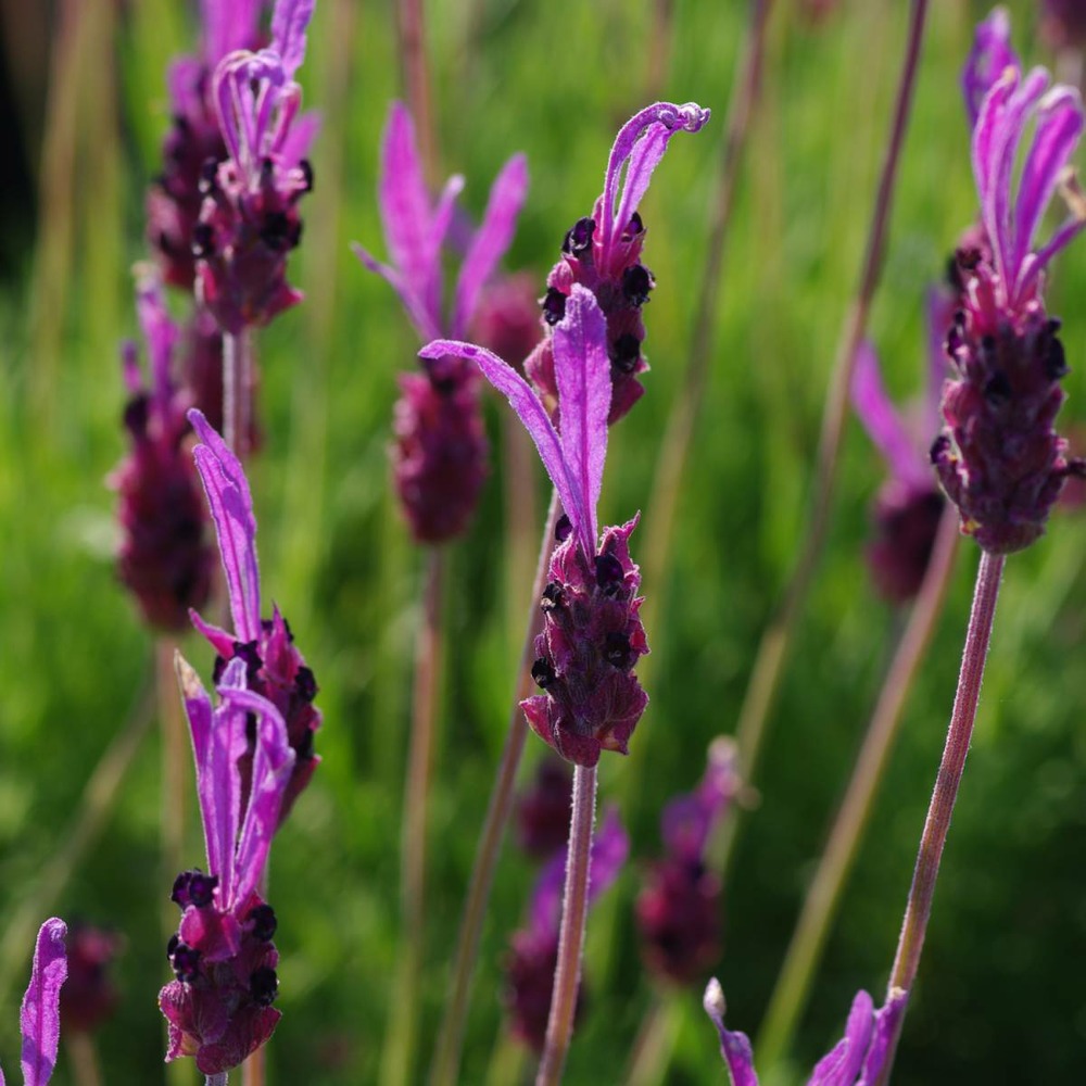 Lavande papillon stoechas pedunculata/lavandula stoechas pedunculata[-]godet - 5/20 cm