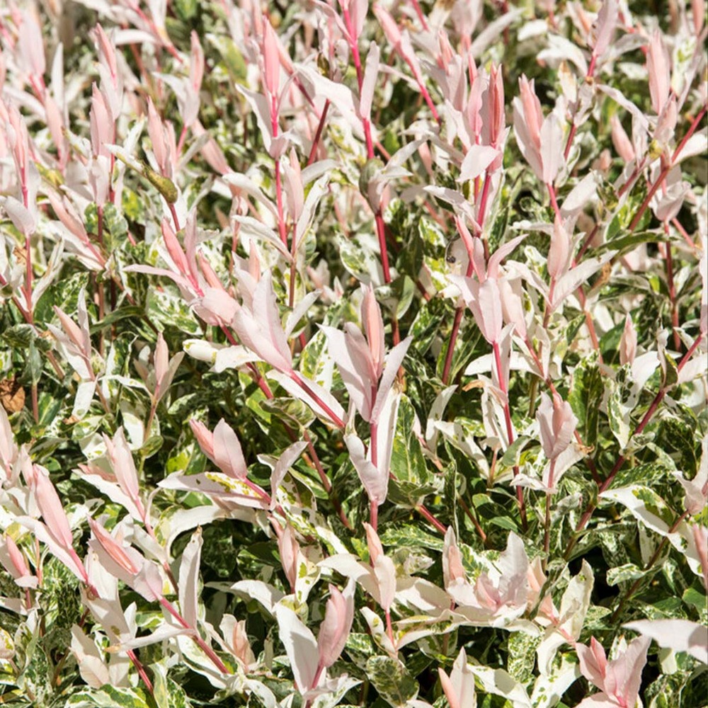 2x salix flamingo – saule panaché – saule ornemental – rustique - ⌀17 cm - ↕75-85 cm
