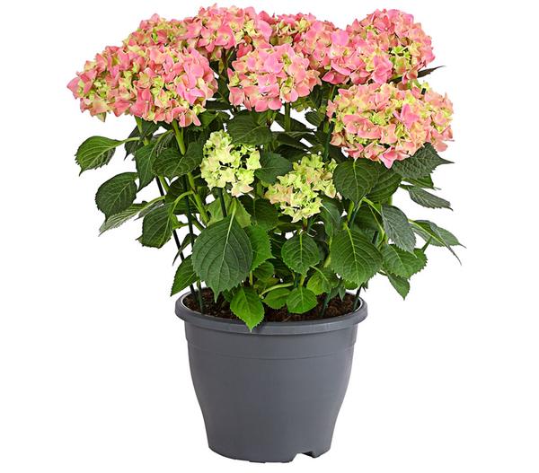 Bauern-Hortensie, ca. 40-50 cm