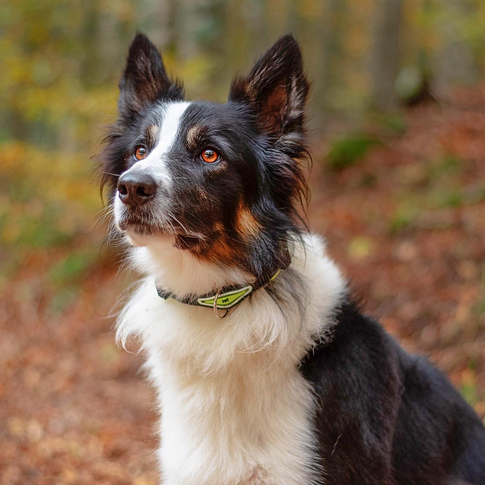 Collier ergonomique pour chiens ergofluo c15/42 avec rembourrage et fermeture à micro-régulation
