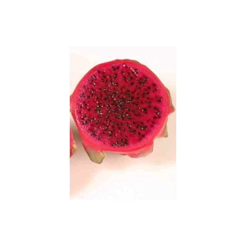 Pitaya hylocereus costa rica (pitaya ou fruit du dragon) jaune - taille pot de 4 litres ? 40/60 cm