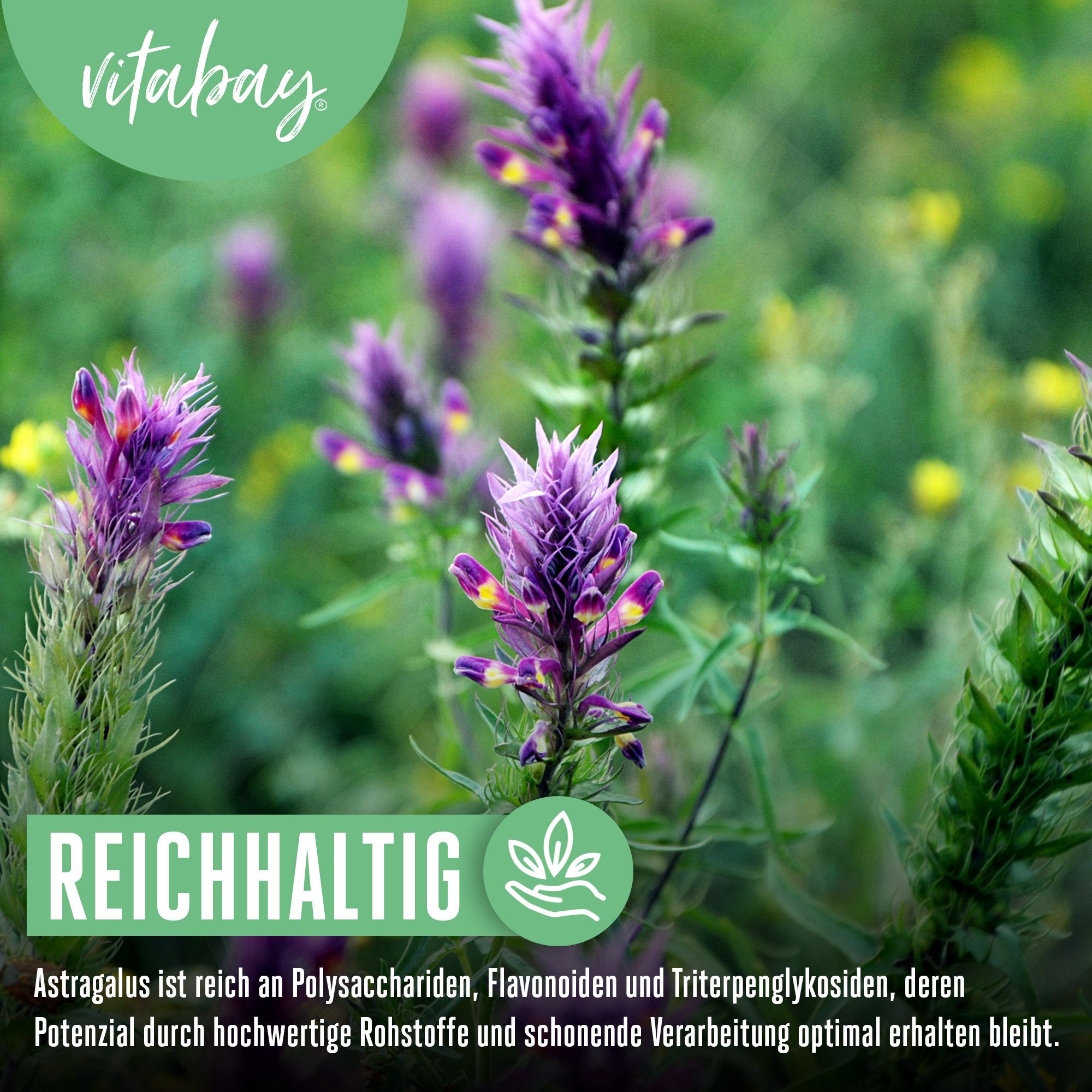Vitabay Astragalus Extrakt 10.000 mg hochdosiert