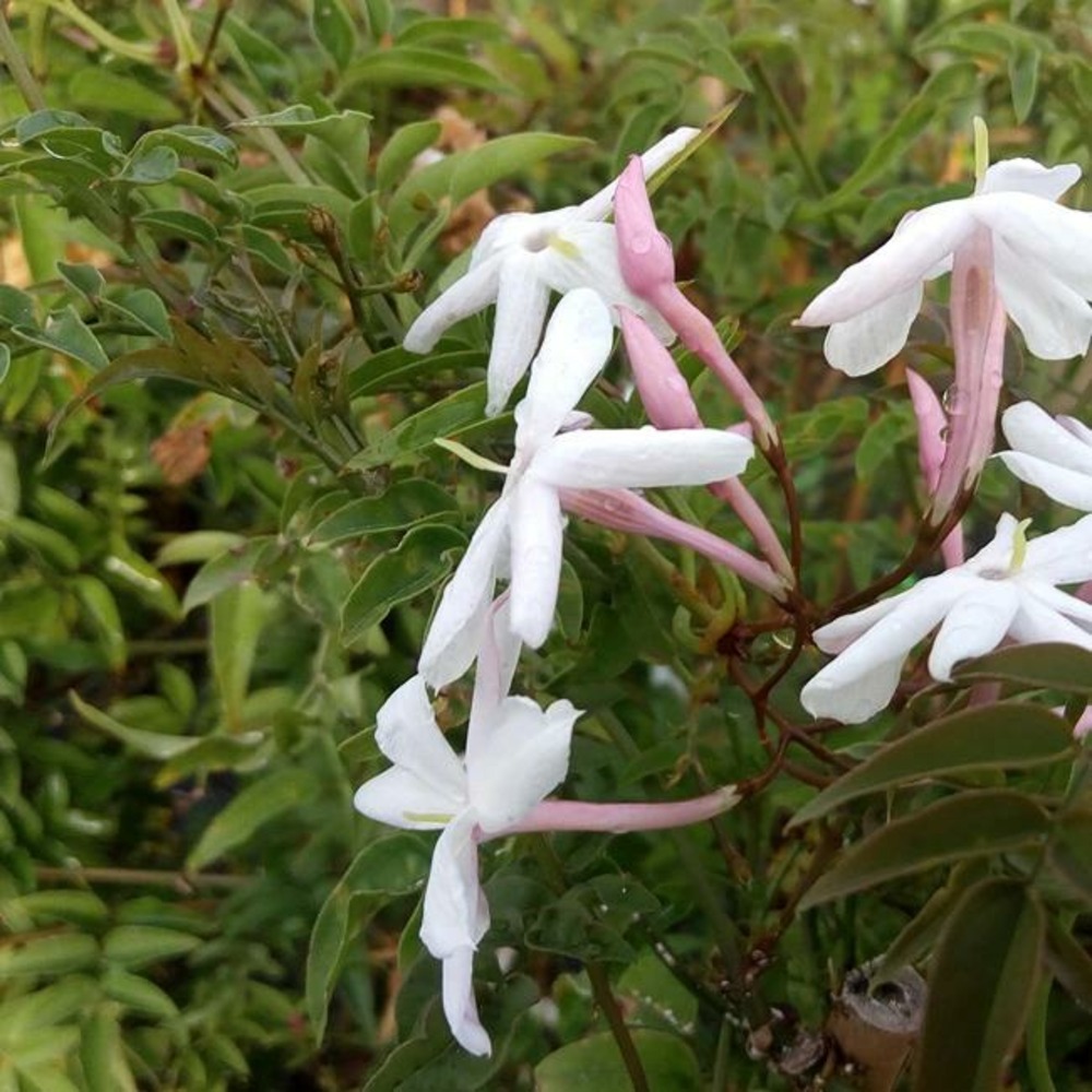 Jasmin rosé d'hiver - jasminum polyanthum 3l