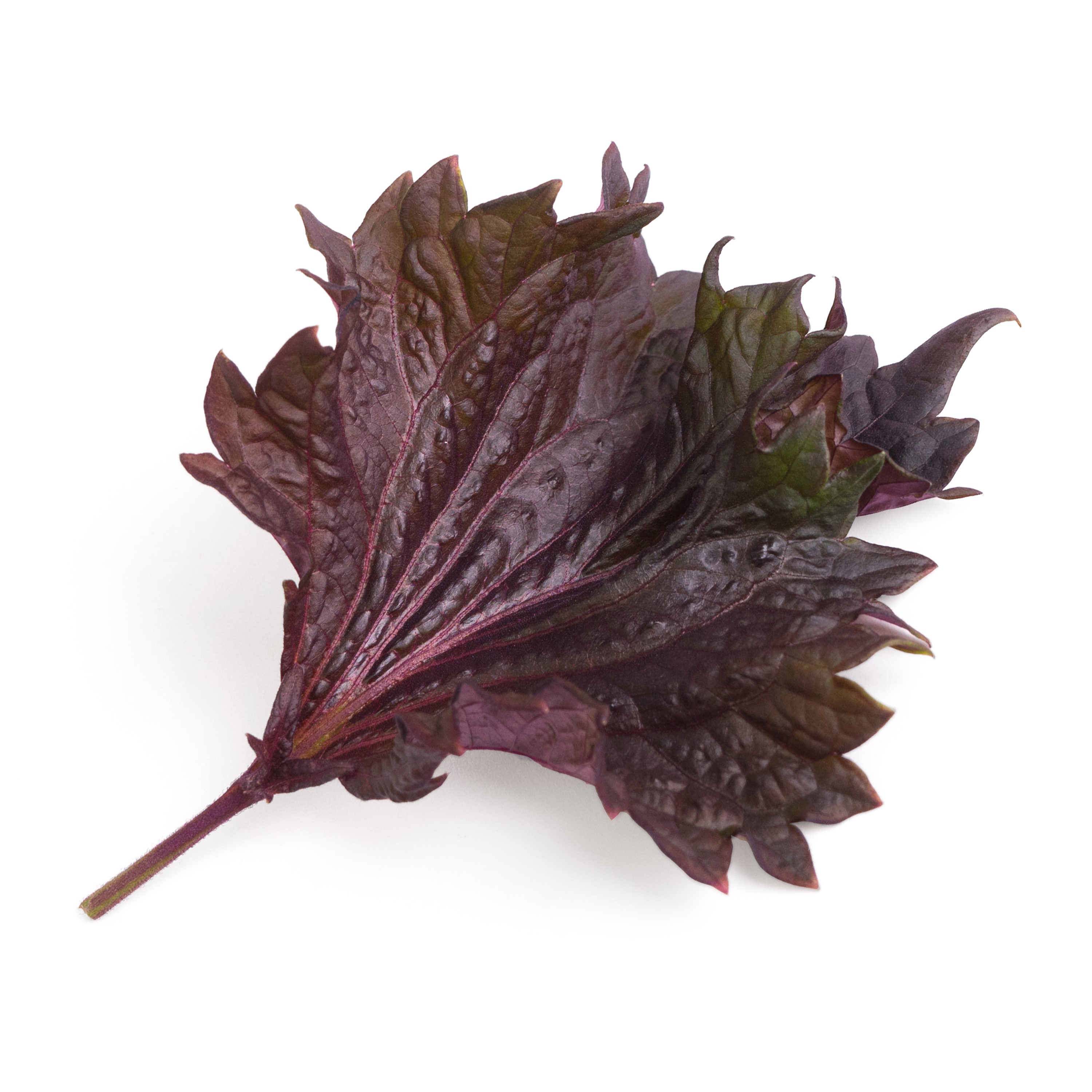 Lingot shiso pourpre bio - recharge prête à l'emploi