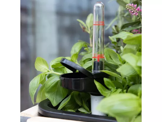 Système d'auto-arrosage pour potager