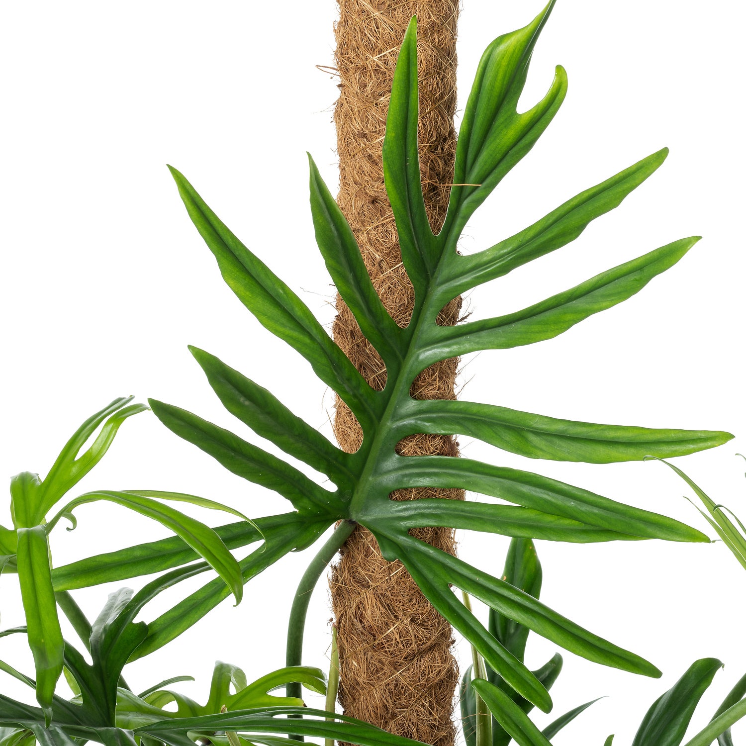 Philodendron op mosstok (Philodendron elegans 'Trixi') D 24 H 120 cm