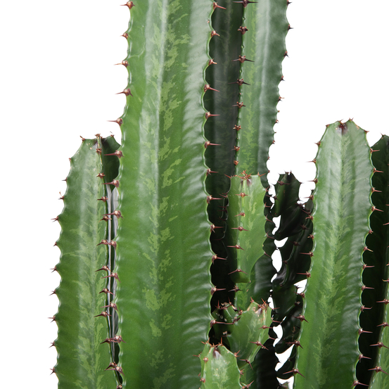 Euphorbia acrurensis - pot D24cm