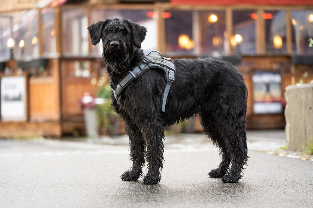 Seleverkstedet Comfort dog harness Grå/brun
