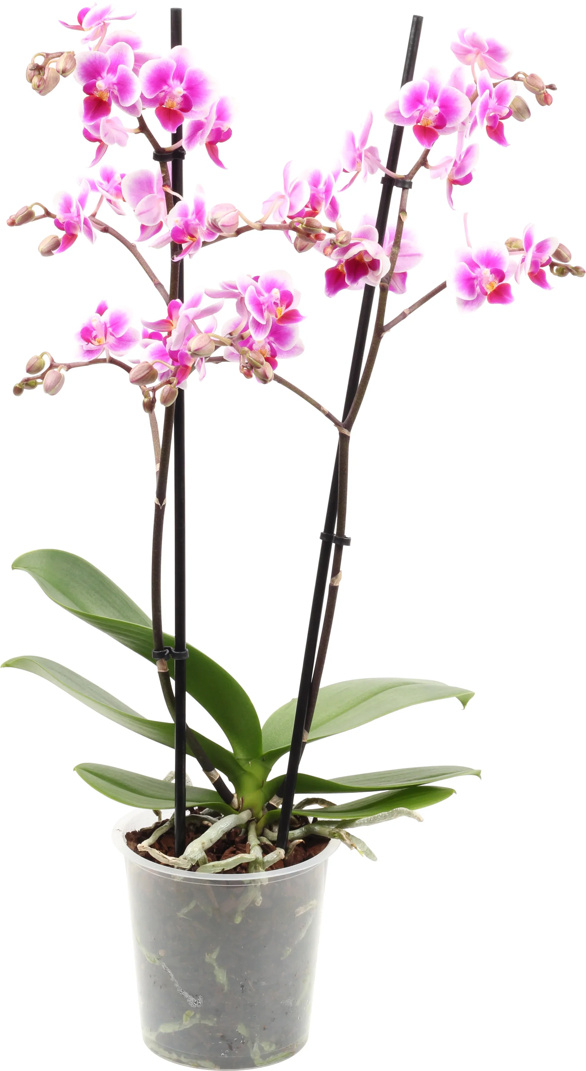 Phalaenopsis hybrid Orkidé Høyde 45 cm