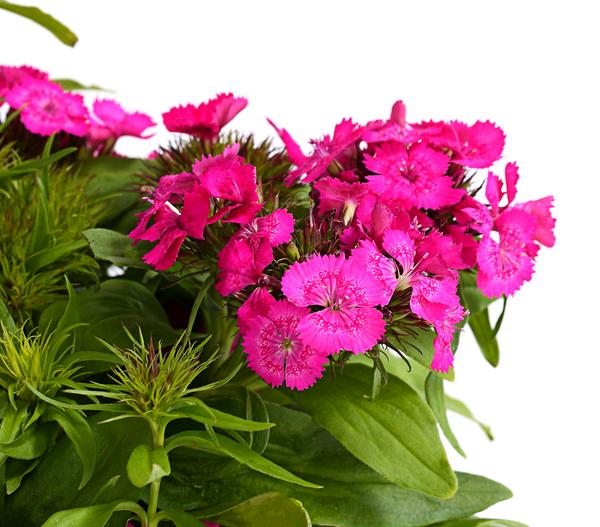 Bart-Nelke, verschiedene Farben, 6er-Schale