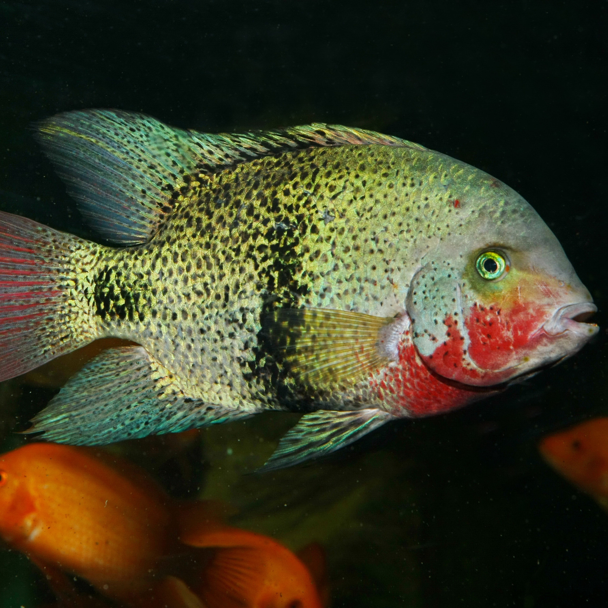 JBL Pronovo Cichlid Grano XL 1000ml | Aquariumvoer