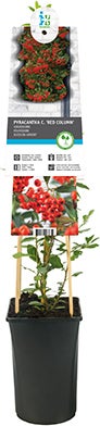 Vuurdoorn (Pyracantha 'Red Column') 50-60 cm