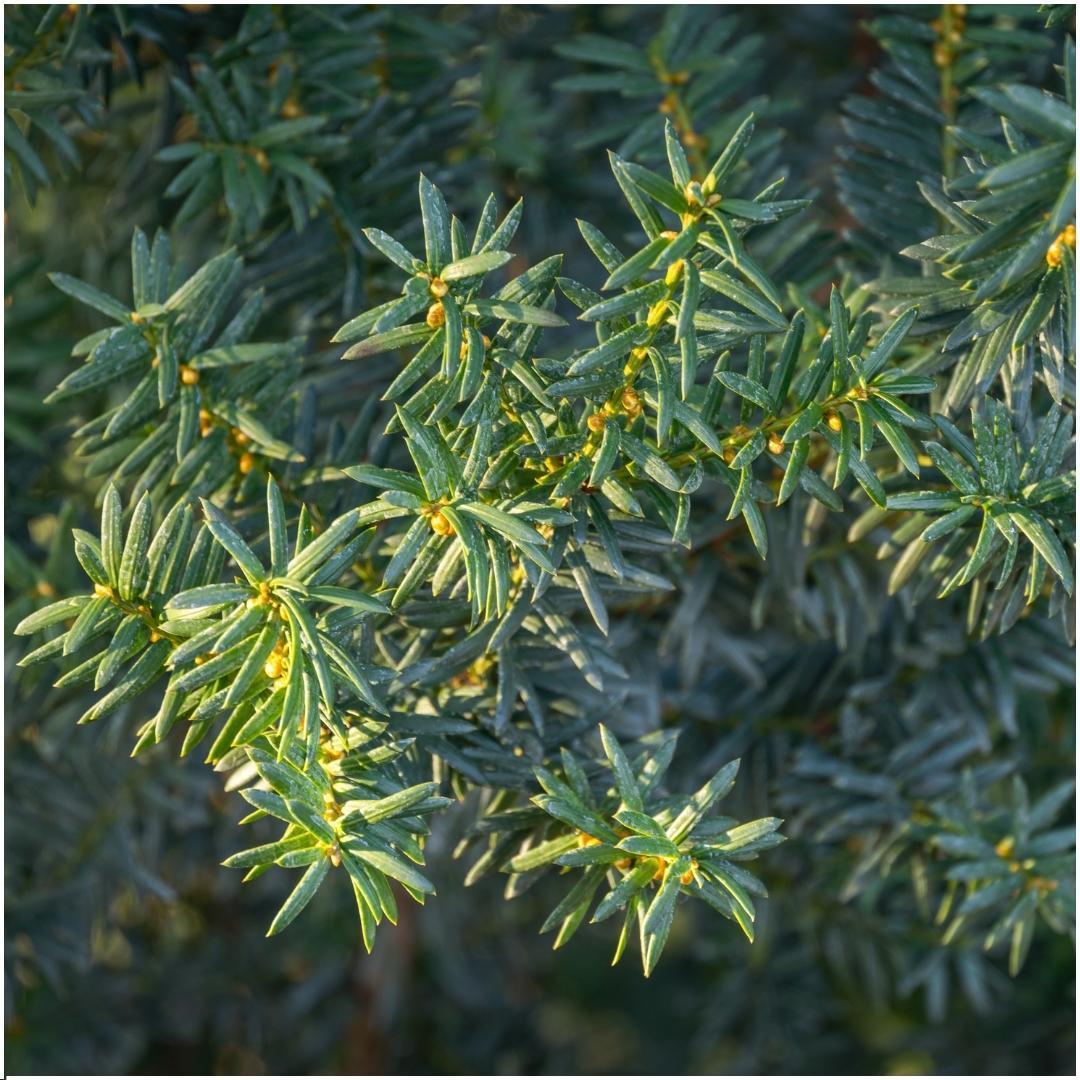 Taxus media groenland - lot de 6
